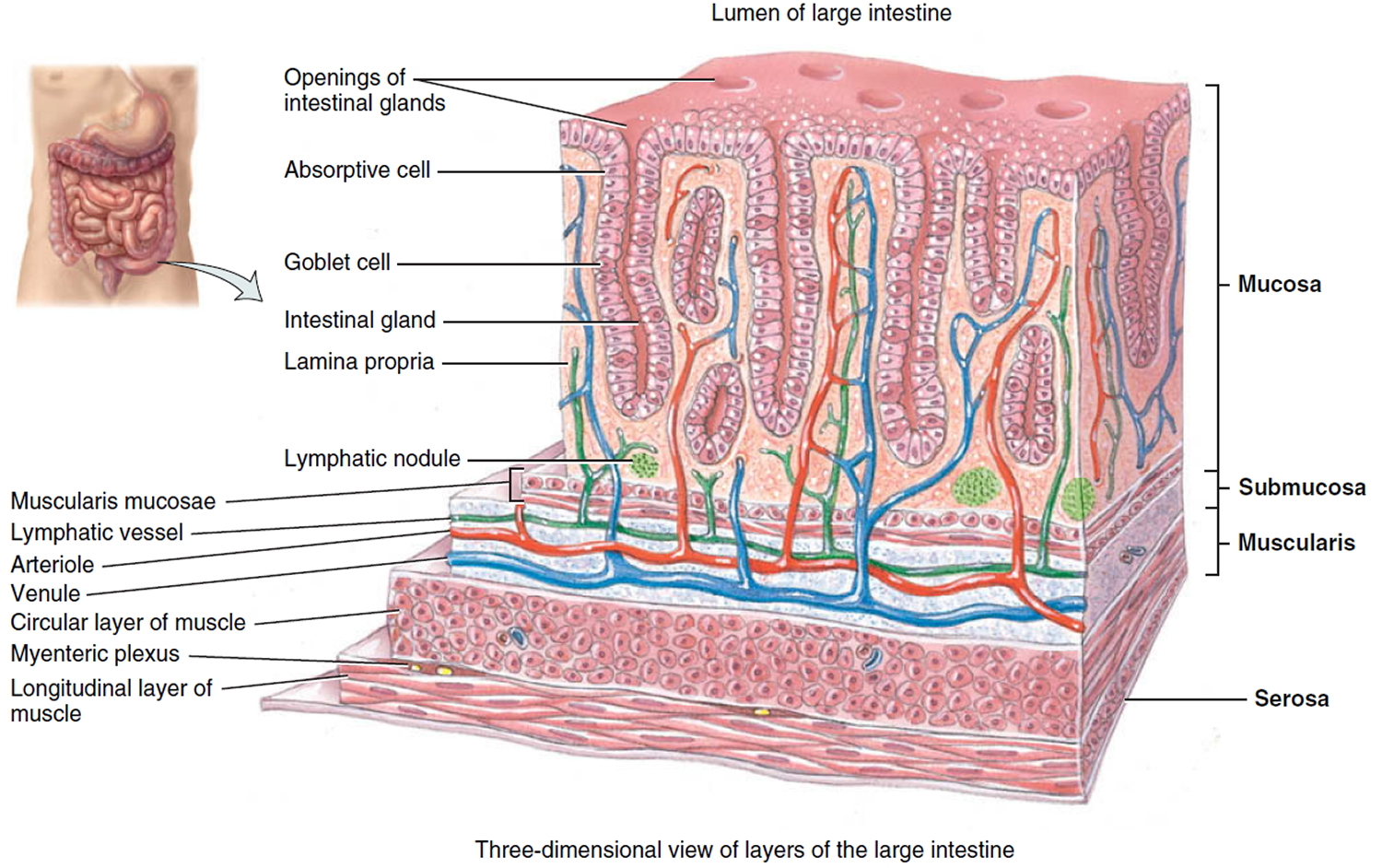 large-intestine-function-parts-length-anatomy-and-faqs