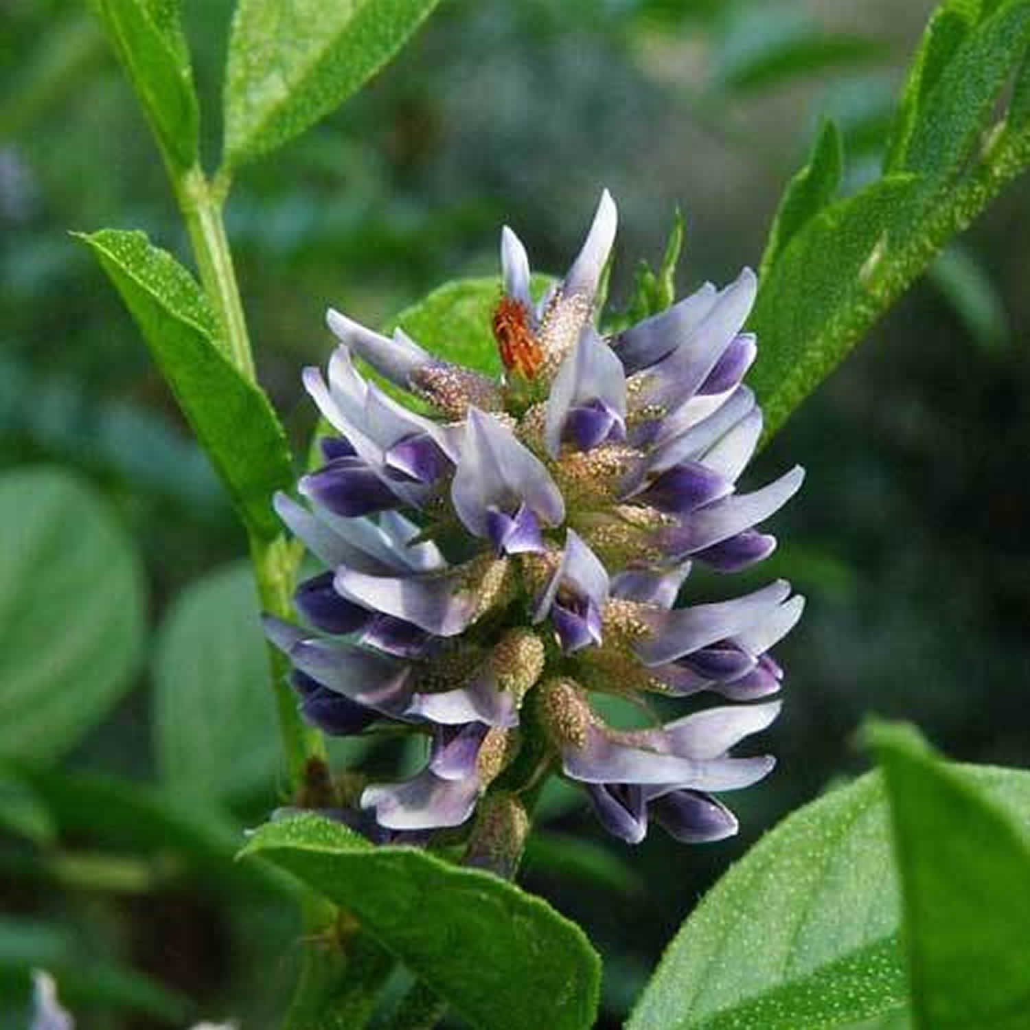 licorice plant