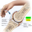 ligaments