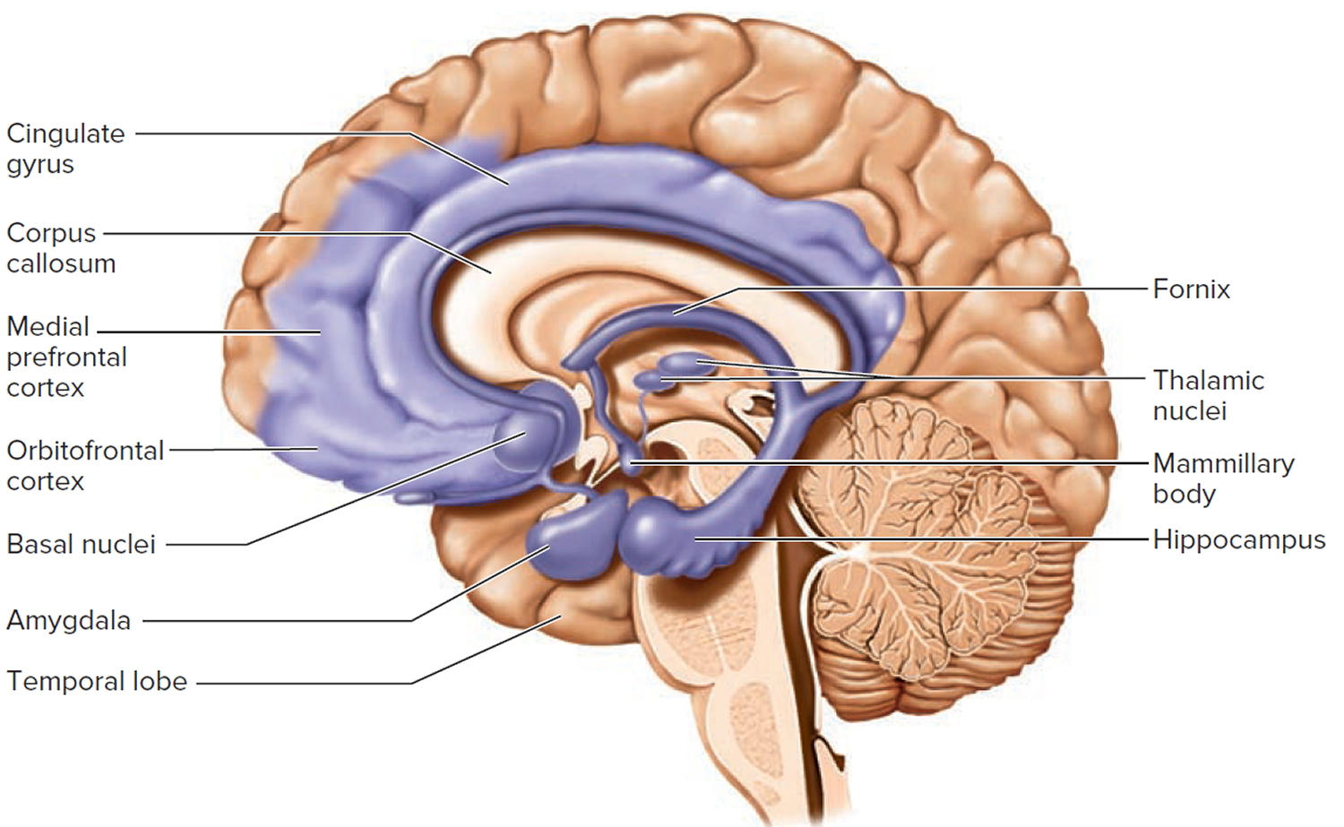 Brain Stem Limbic System Prefrontal Cortex