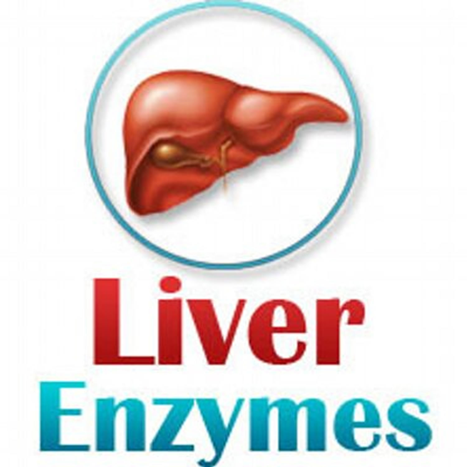 liver produces digestive enzymes