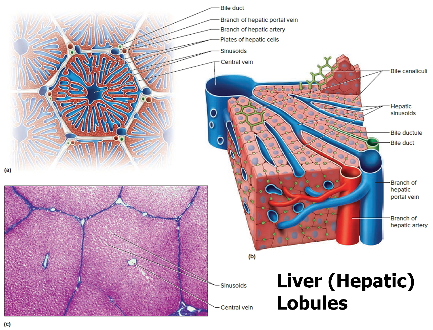 liver hepatic lobules