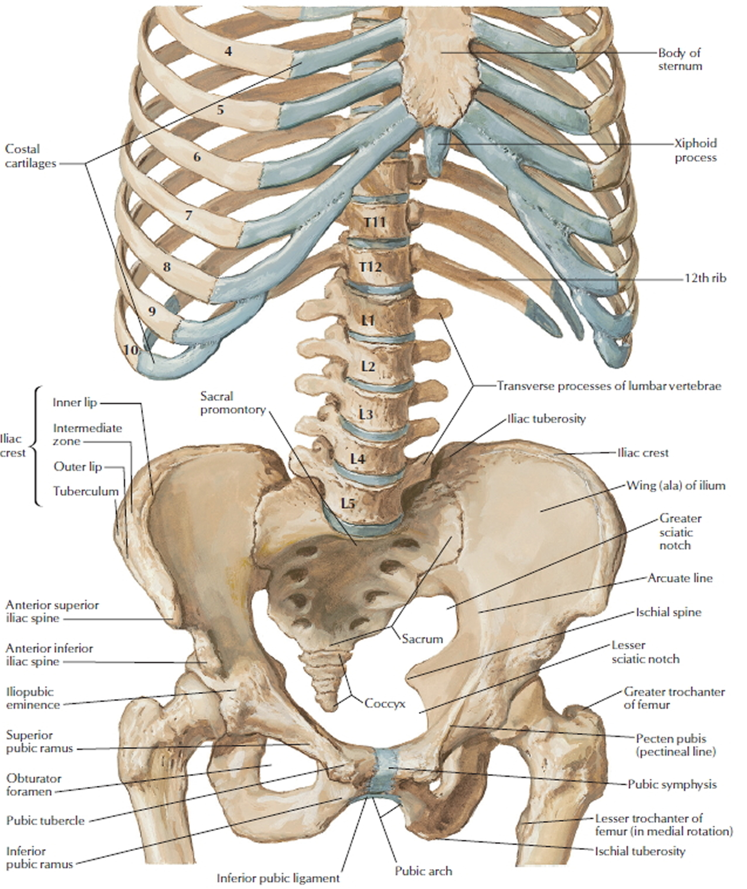 Back Bones Diagram - Bones of the Pelvis and Lower Back ...