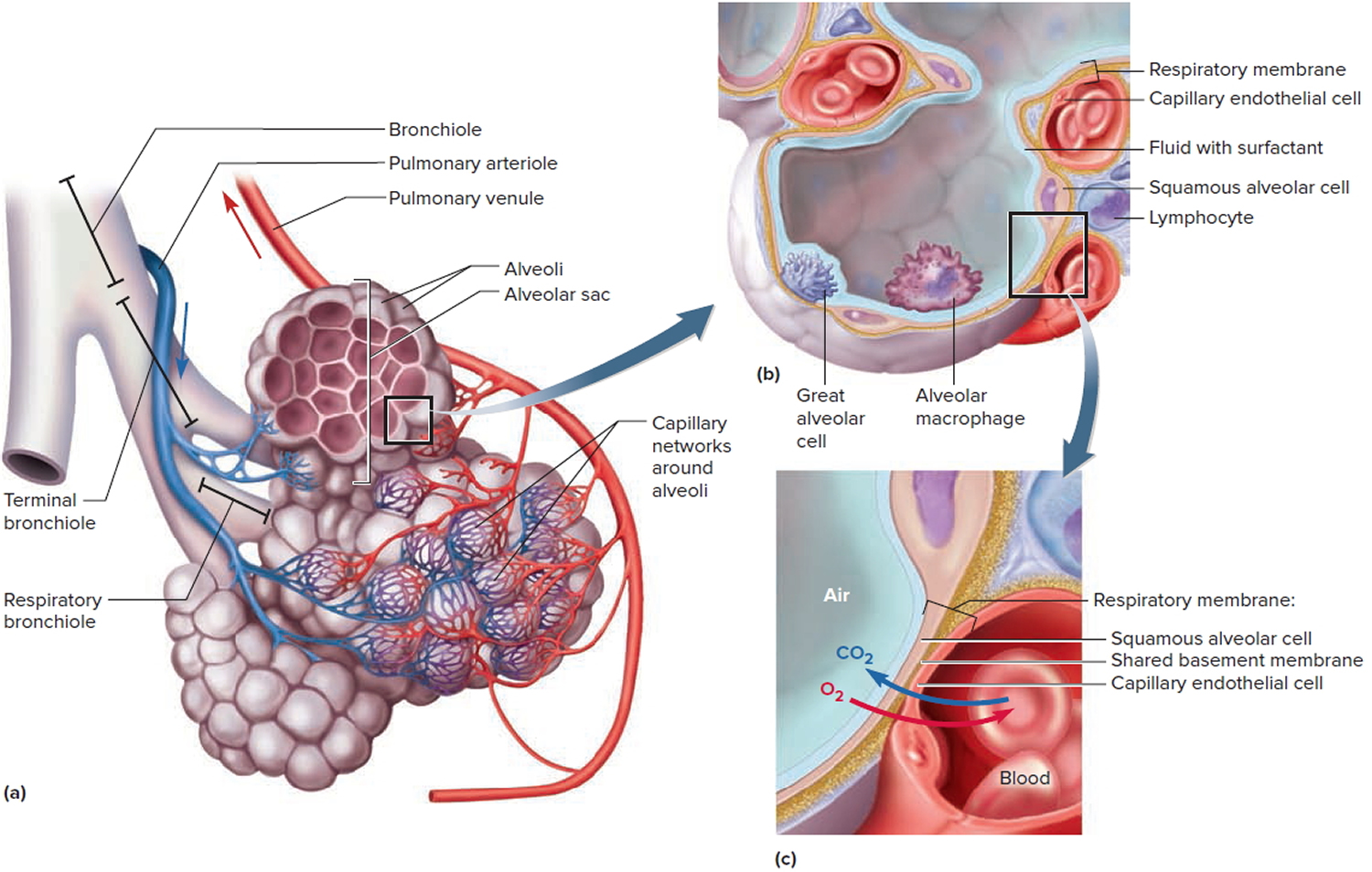 lungs alveoli 
