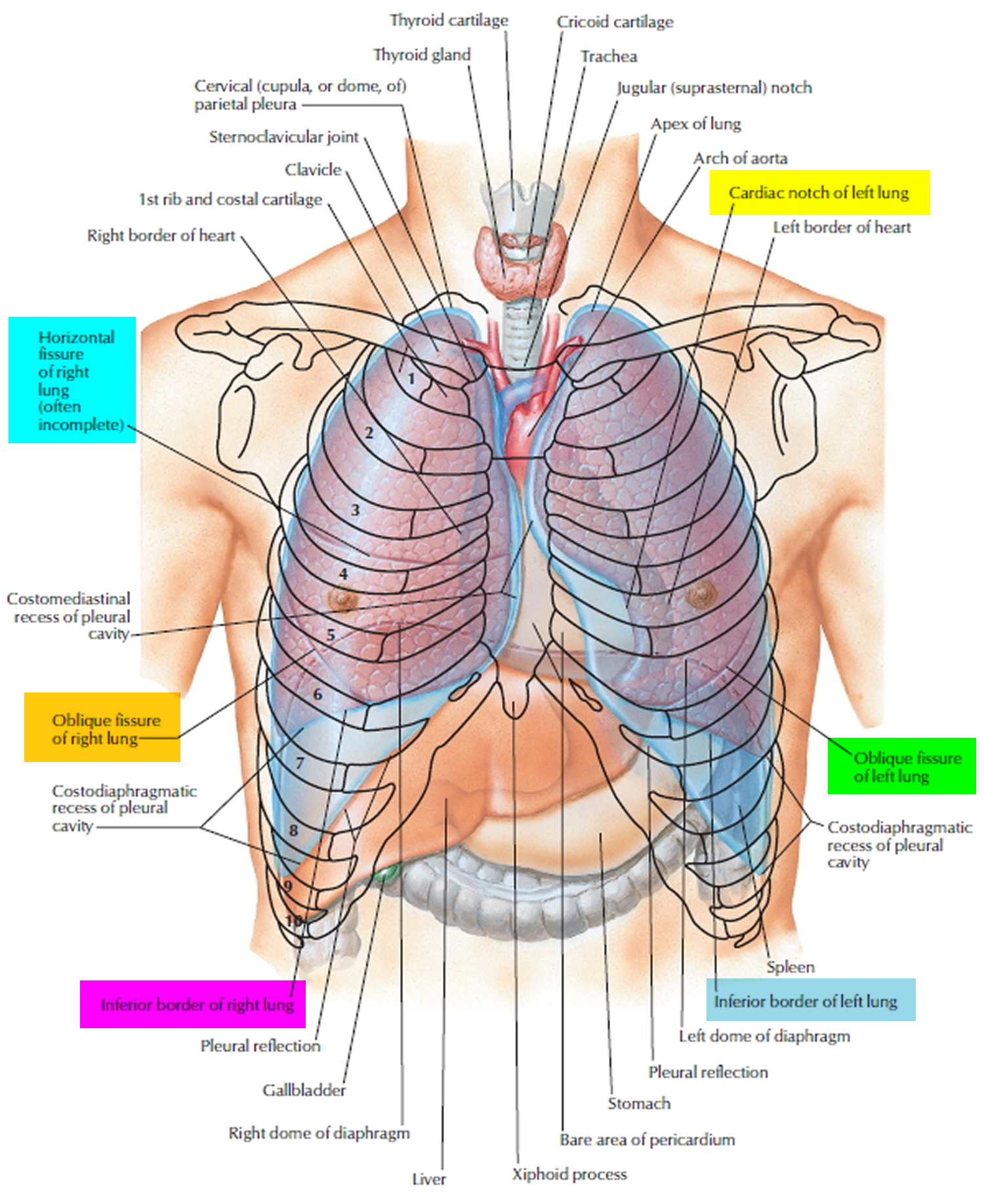 Where Are Lung Nodules Located