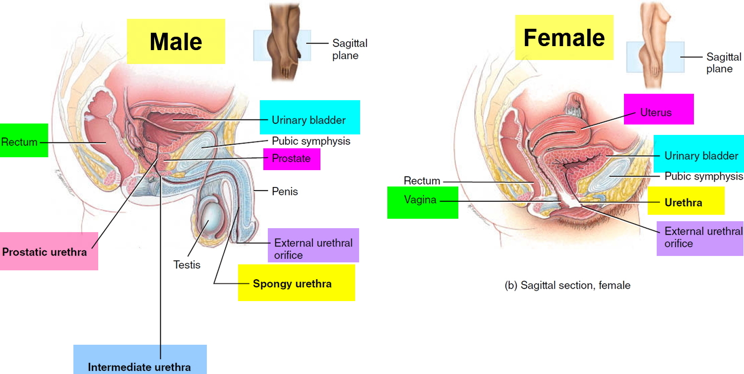 Prostatitis vagy gamp, A genitális herpesz típusai