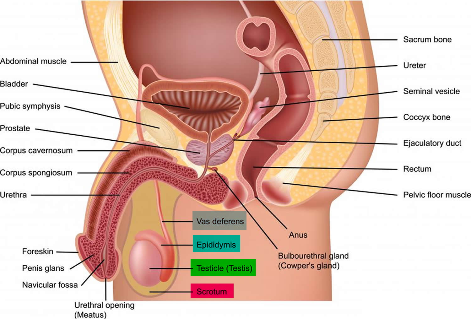 Human Testicles - Anatomy, Inside Structure, Function and ...