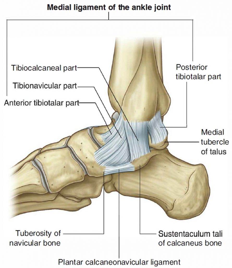 Pronation and Supination of the Forearm. Pronation and Supination of Foot