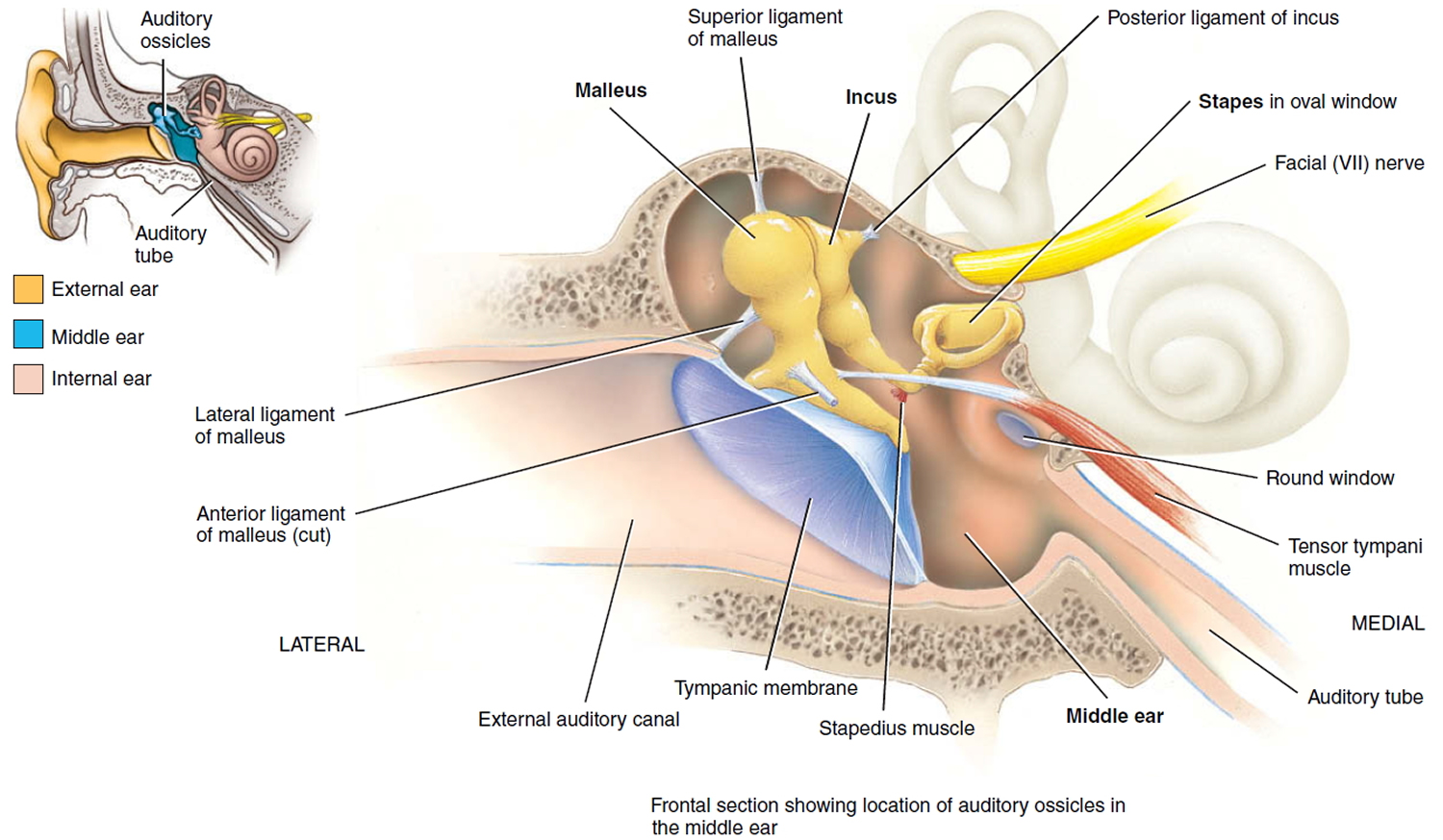 middle ear and auditory ossicles