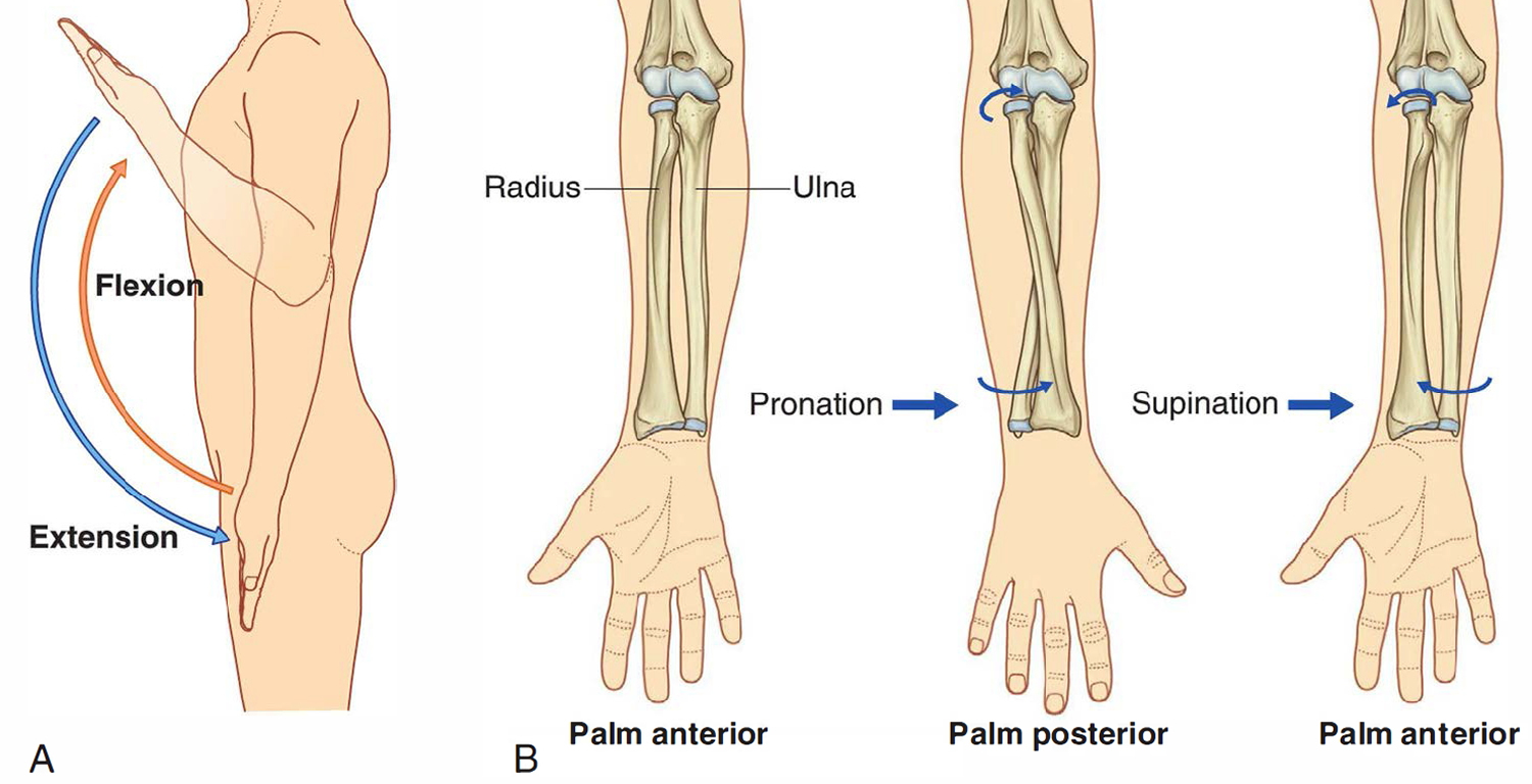 Supination and Pronation in forearm