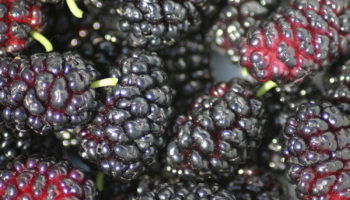 mulberry