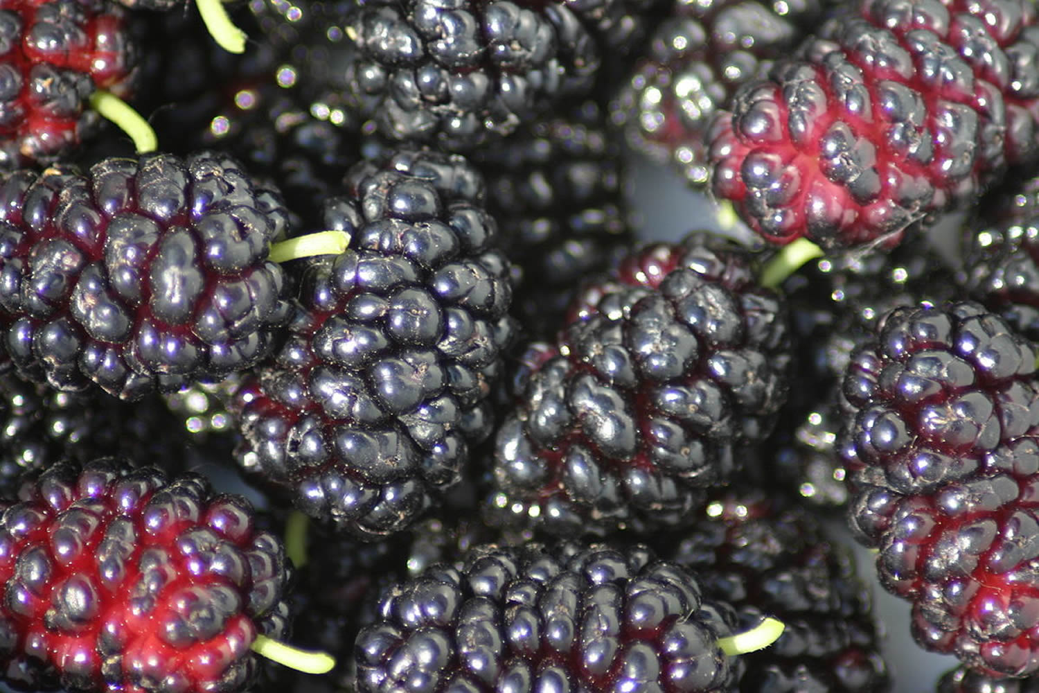 Mulberry Edible Fruitare - Health benefits - Mulberries vs Blackberries