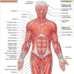 muscle anatomy
