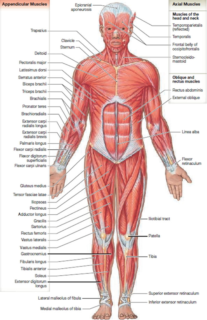 Muscle Anatomy - Skeletal Muscles - Groin Muscles - Calf ... label eye diagram 