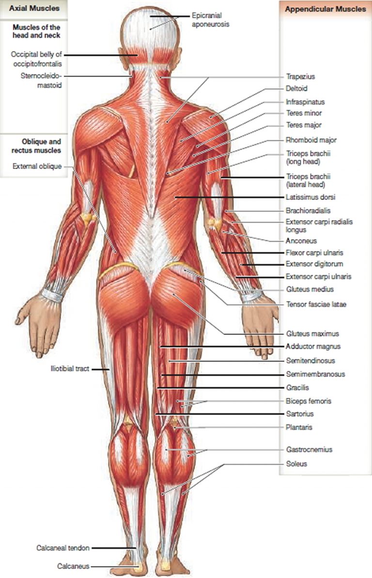 Muscle Anatomy - Skeletal Muscles - Groin Muscles - Calf Muscles