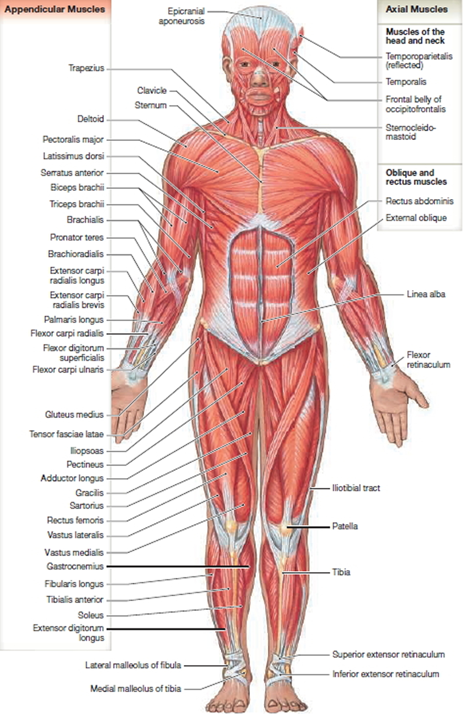 posterior skeletal muscles