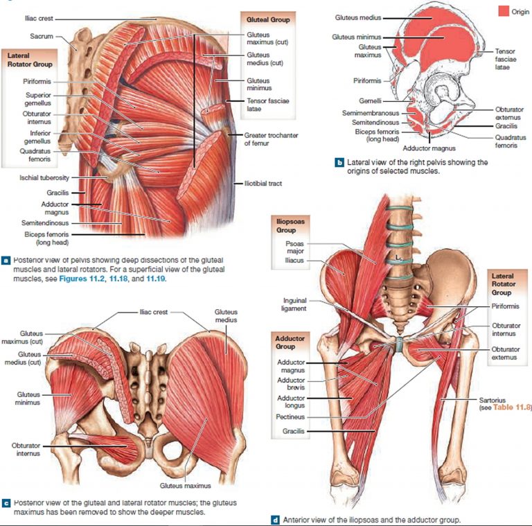 Muscle Anatomy Skeletal Muscles Groin Muscles Calf Muscles