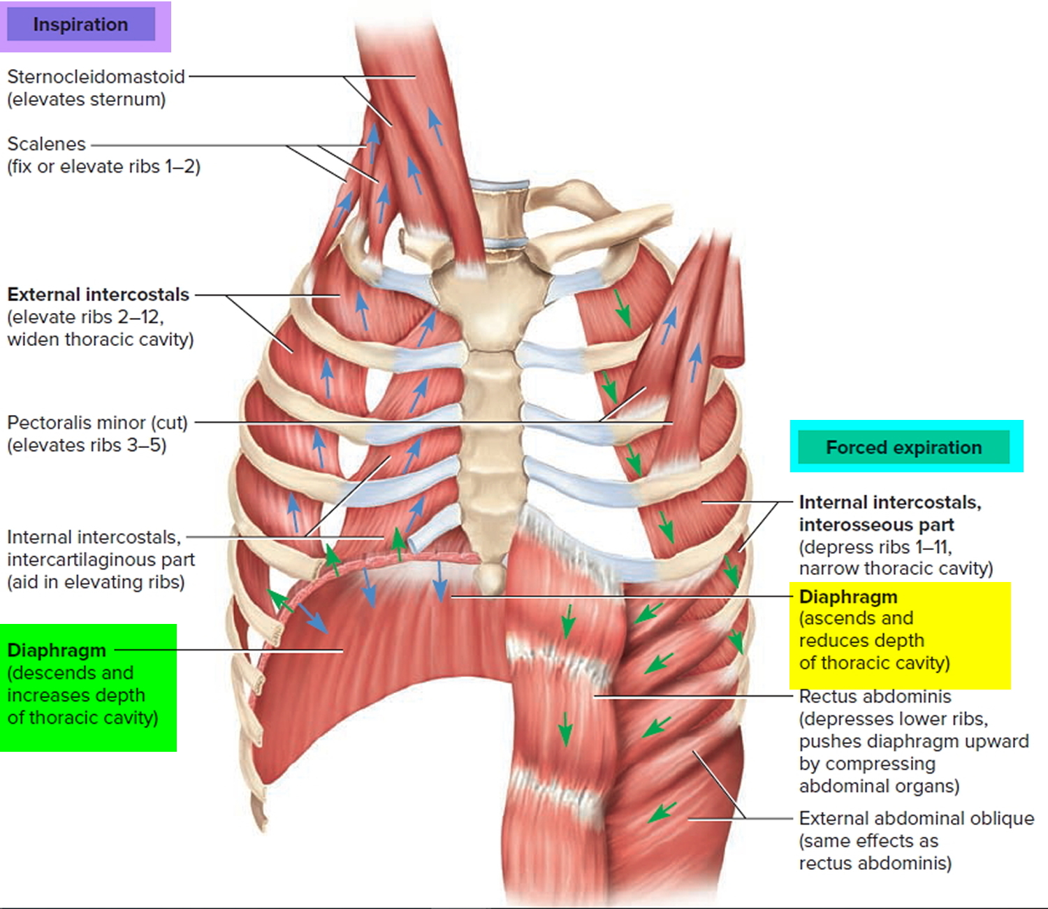 Diaphragm Muscle Diaphragm Location Function of the Diaphragm