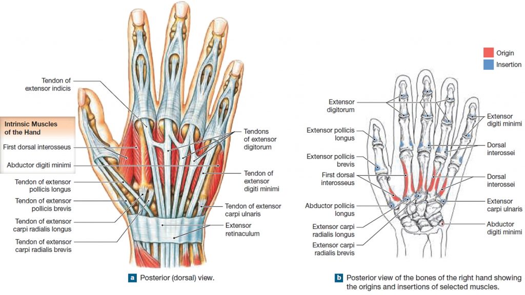 Muscle Anatomy - Skeletal Muscles - Groin Muscles - Calf Muscles