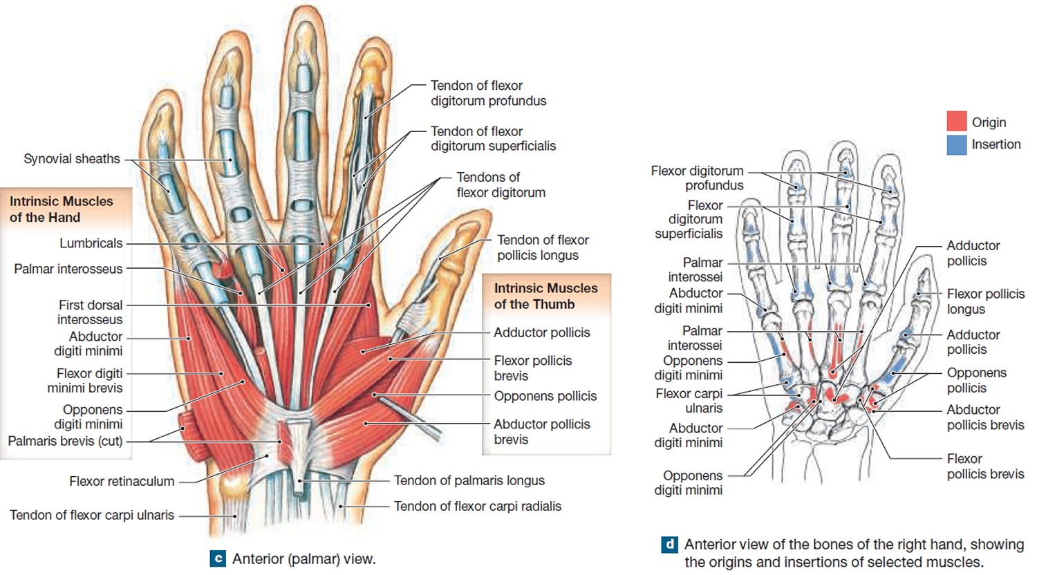 muscles of the hand - back view