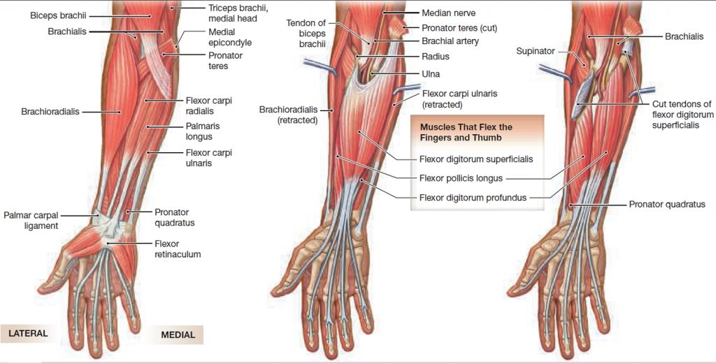 Muscle Anatomy - Skeletal Muscles - Groin Muscles - Calf Muscles