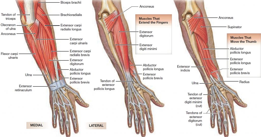 Muscle Anatomy - Skeletal Muscles - Groin Muscles - Calf Muscles