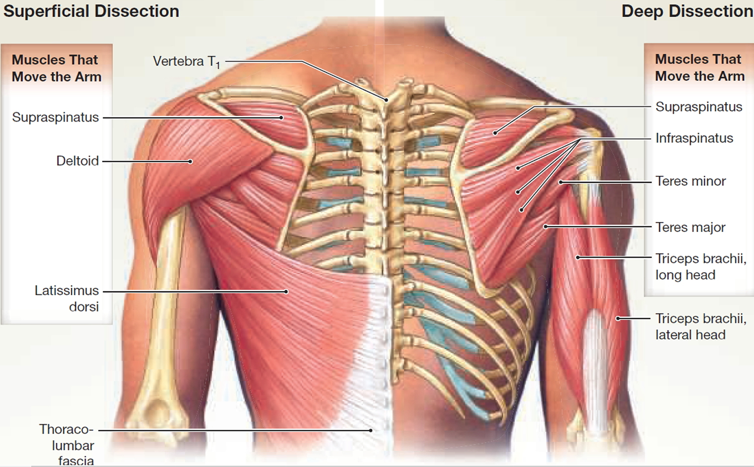 muscle-names-in-arm-muscle-groups-to-workout-how-to-hit-them-all