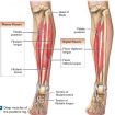 Muscle Anatomy - Skeletal Muscles - Groin Muscles - Calf Muscles