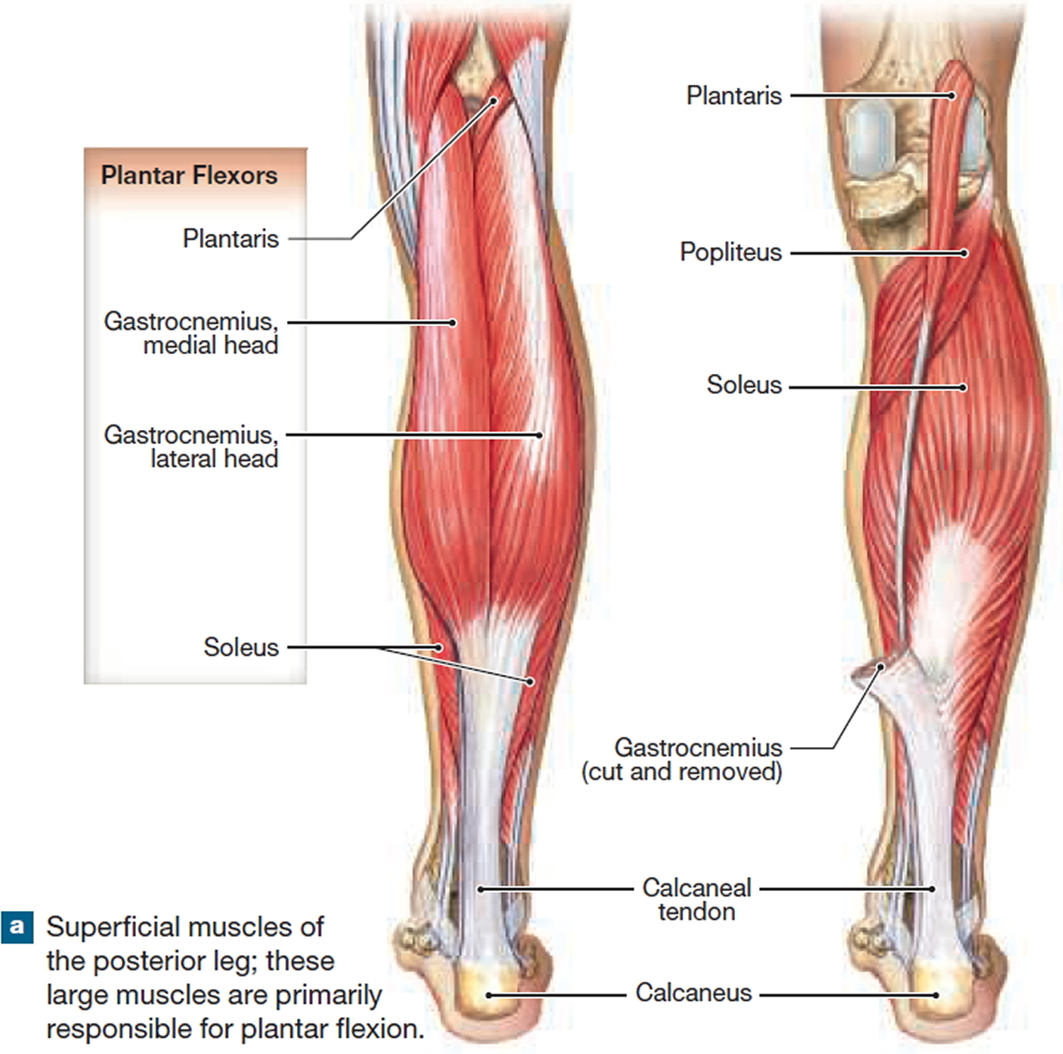 muscles that move the leg and foot - superficial muscles