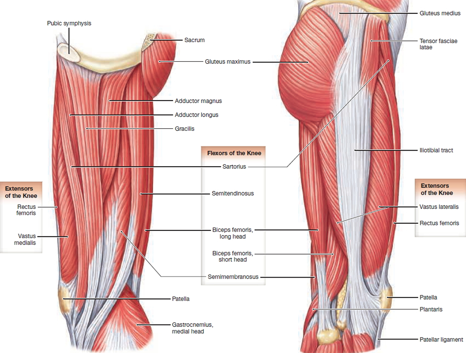 muscles that move the leg - side view