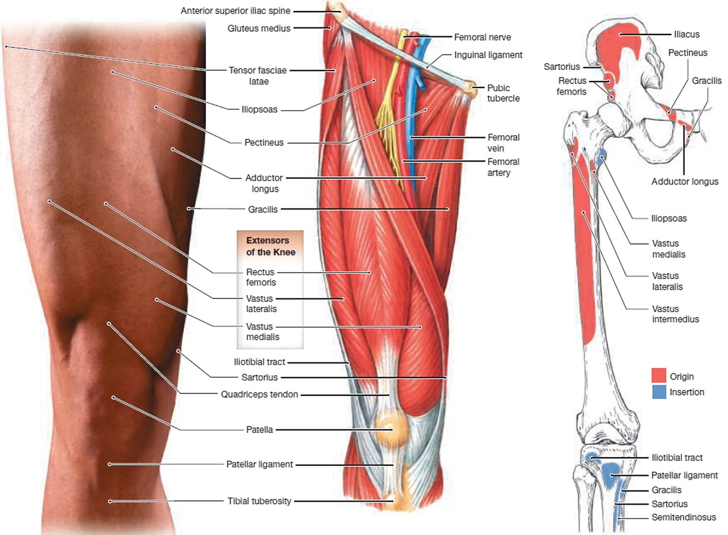 muscles that move the leg