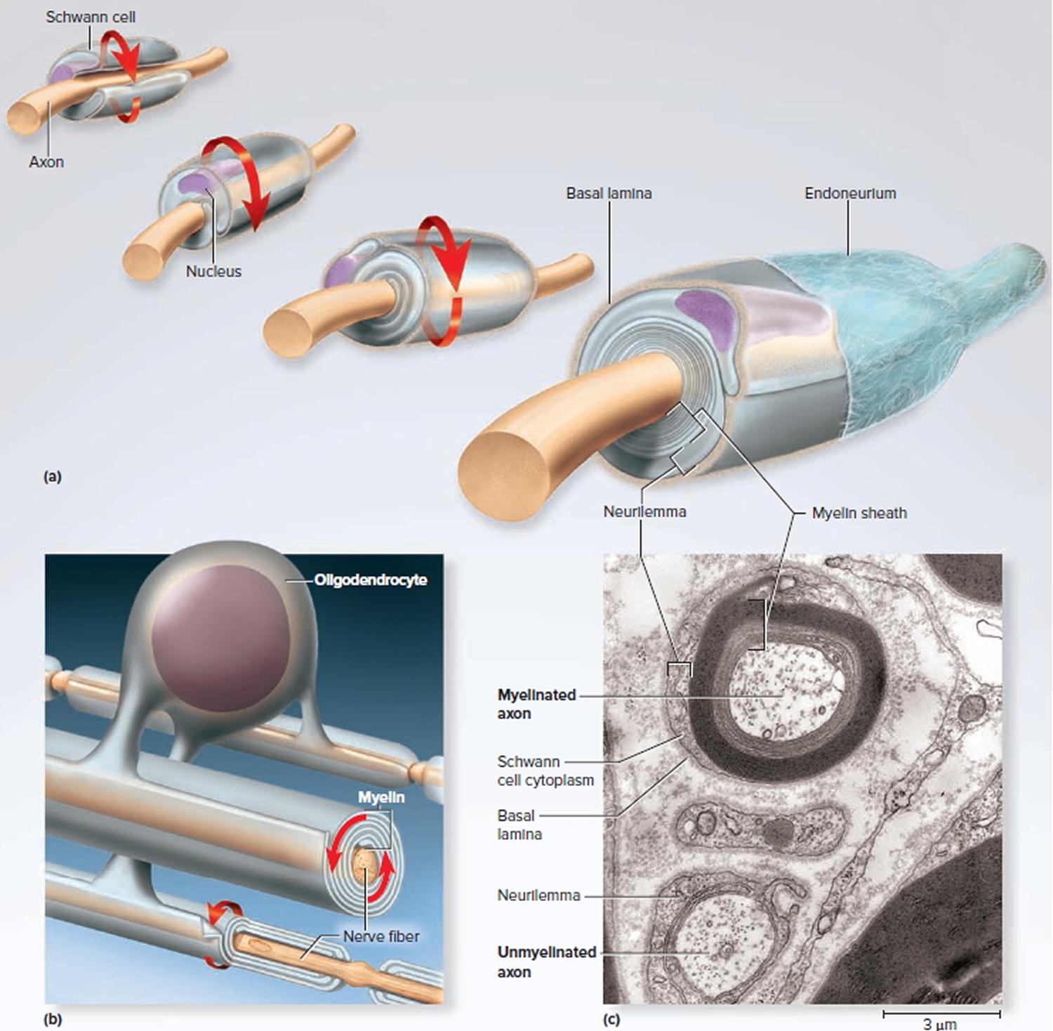 nervous-system-central-and-peripheral-nervous-system-function