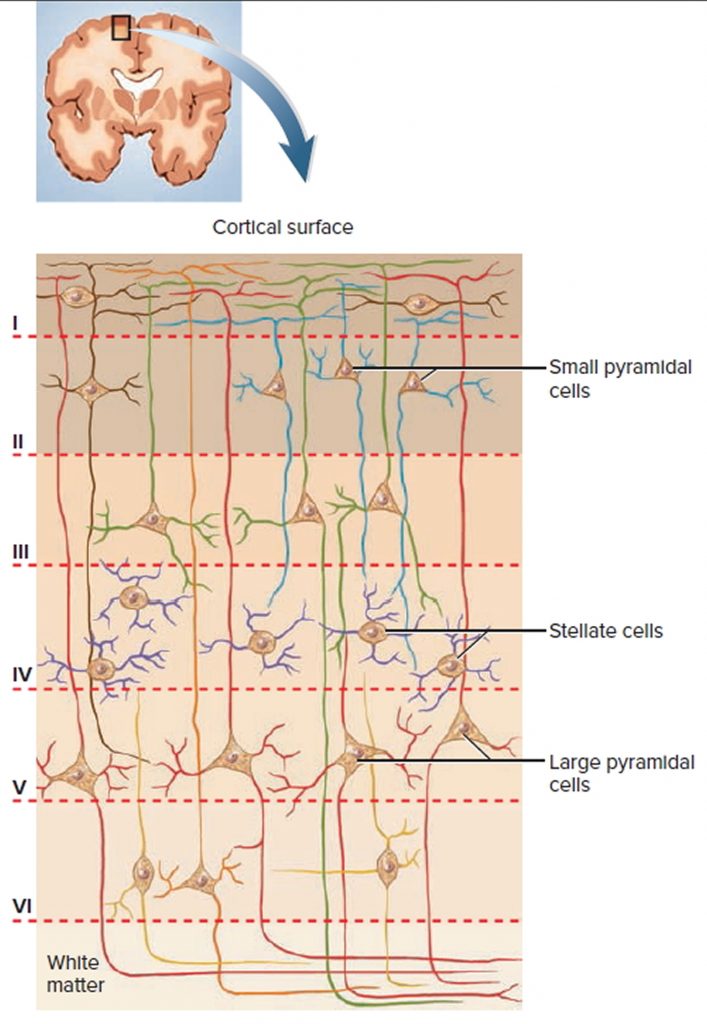 Human Brain Anatomy and Function - Cerebrum, Brainstem