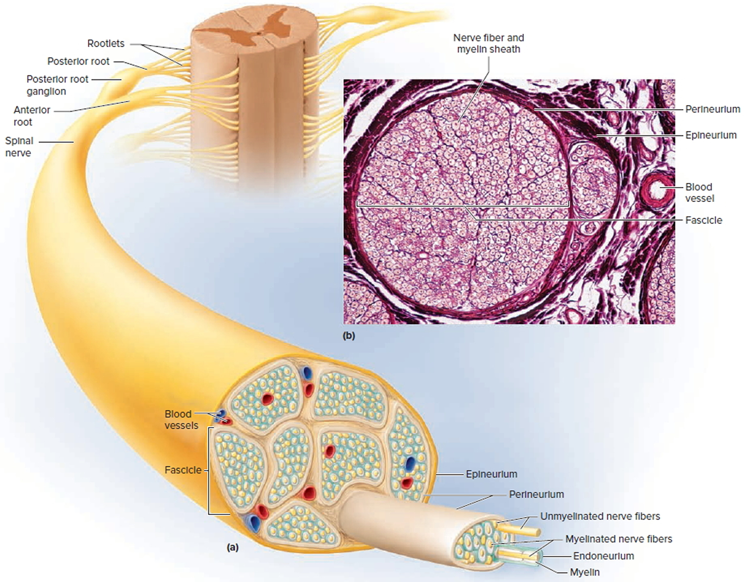 Spinal Cord Anatomy - Parts and Spinal Cord Functions