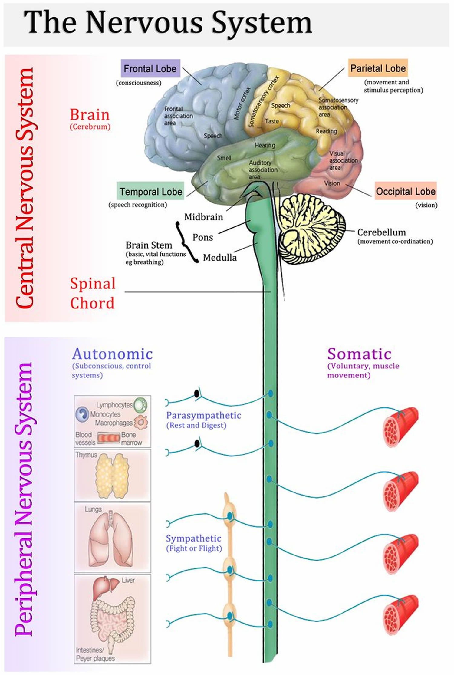 multiple-sclerosis-causes-symptoms-signs-diagnosis-and-treatment