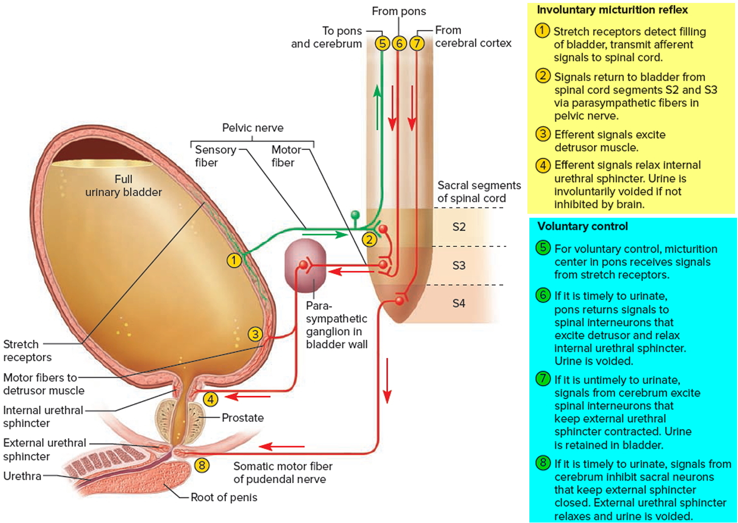 Can Nerve Damage Cause Urination Problems