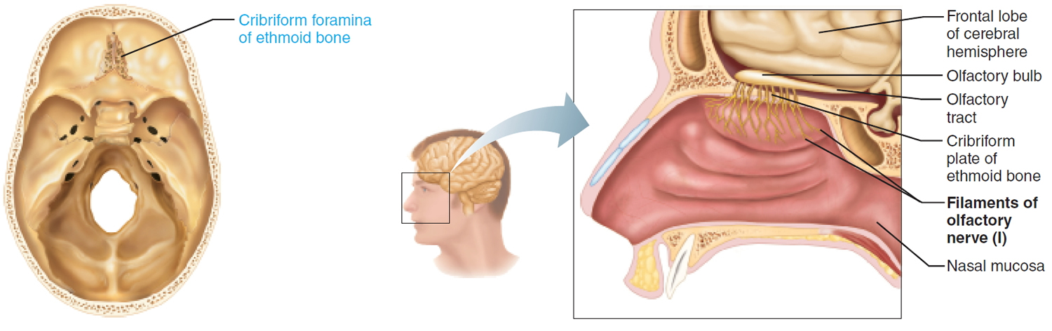 olfactory nerve filaments