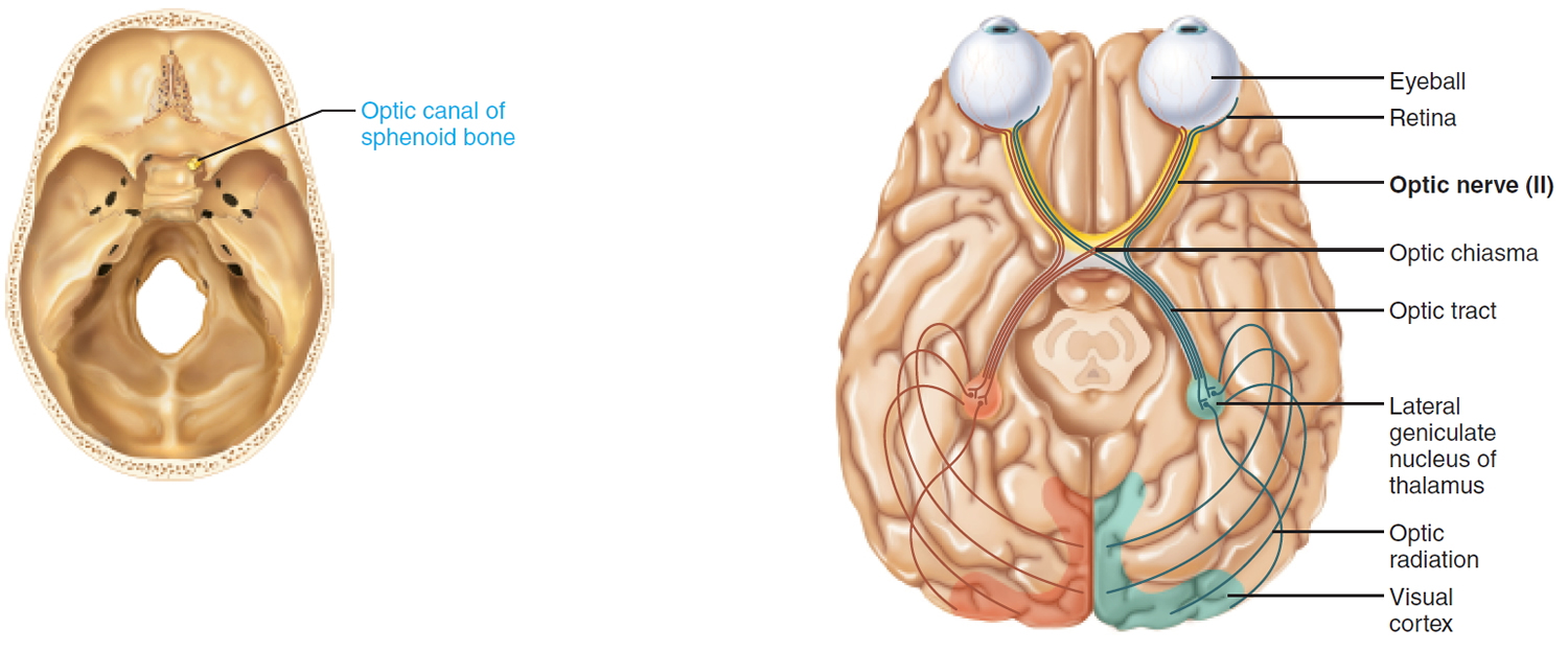 optic nerve - cranial nerve 2