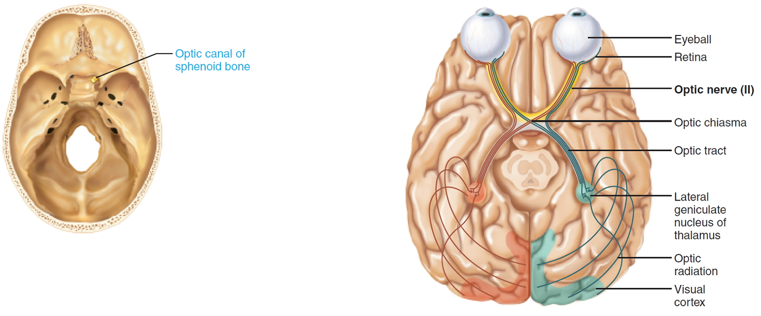 Cranial Nerves Names Of The 12 Cranial Nerves Mnemonic And Function