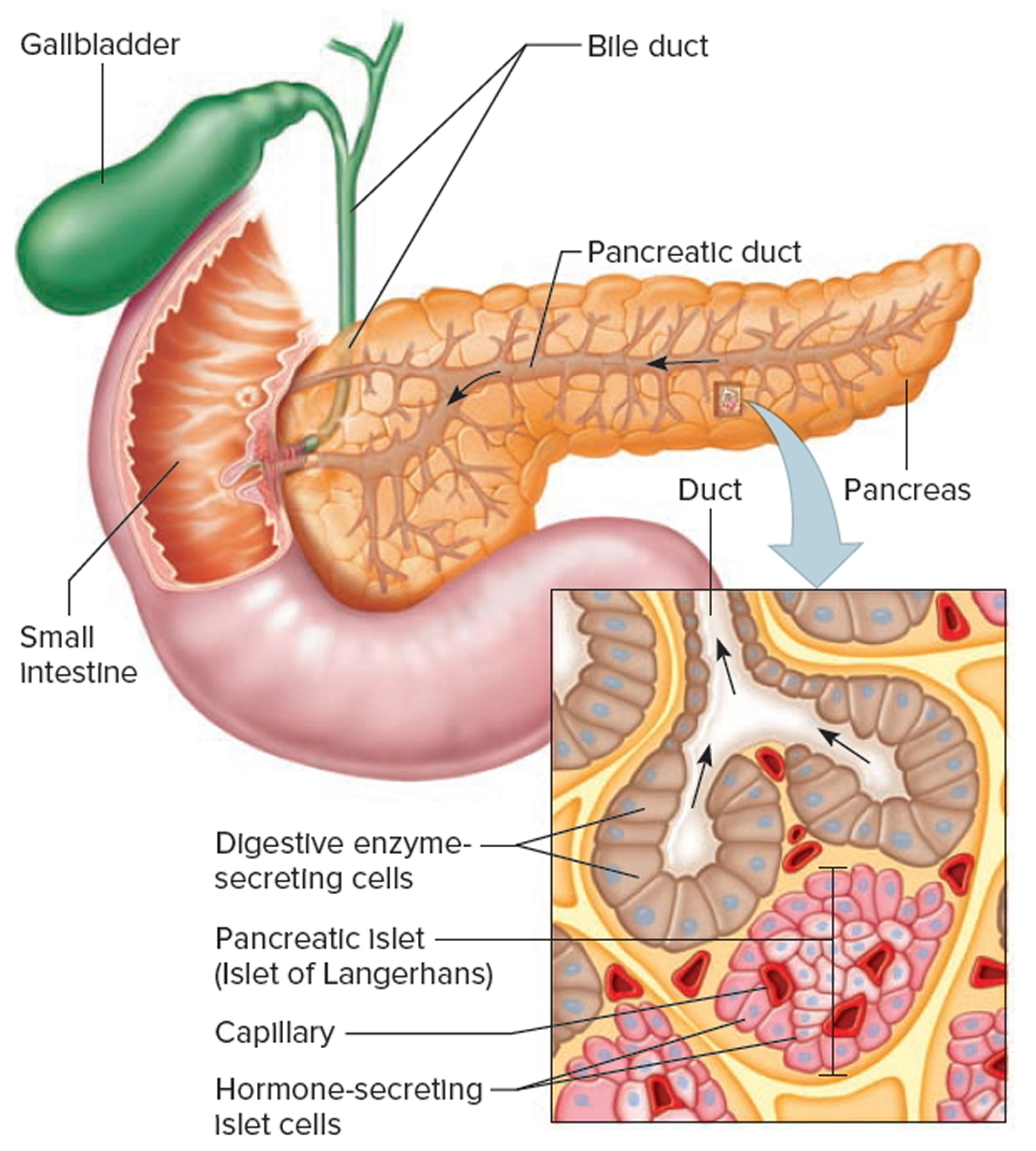 Pancreas Location, Anatomy and Function in Digestion