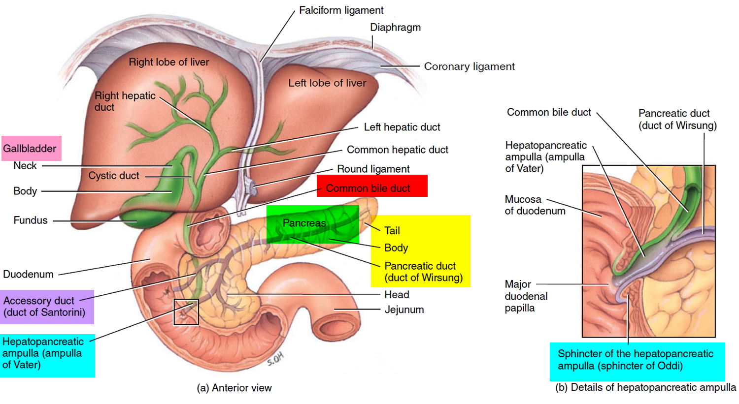 Pancreas Location, Anatomy and Function in Digestion