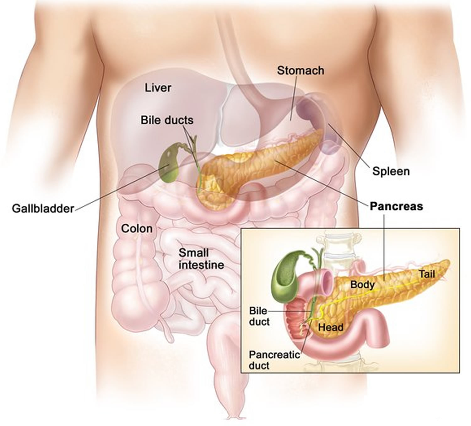 pancreas diabetes diagram