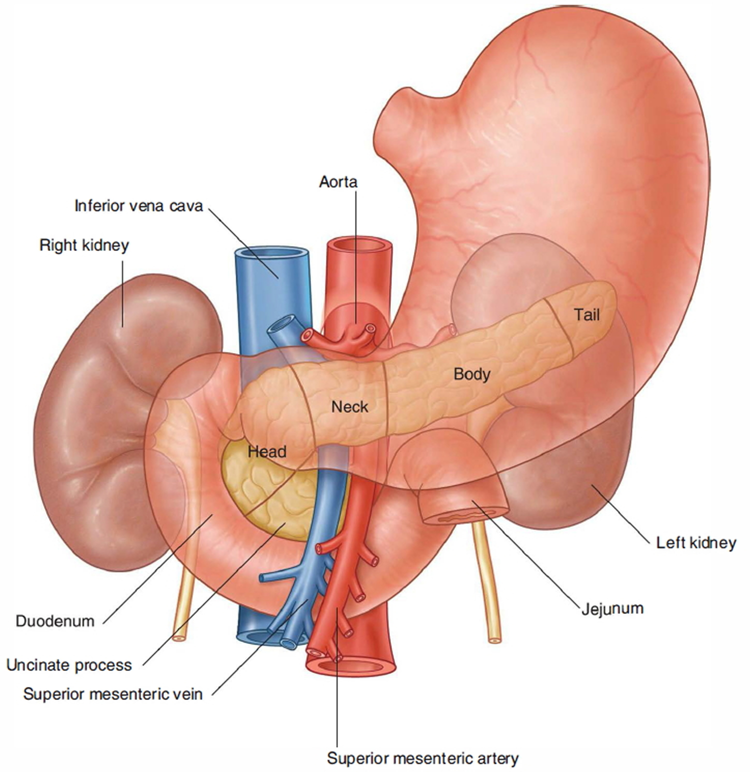 Pancreas анатомия