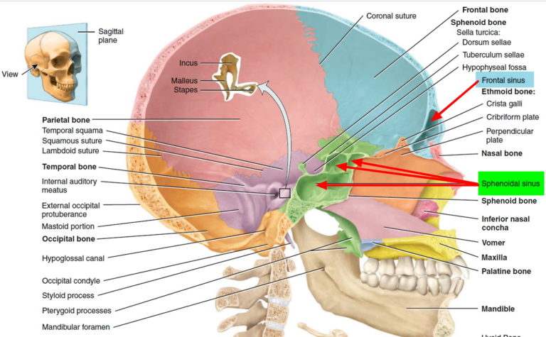 Sinus Infection - Causes, Symptoms, Diagnosis, Treatment & Home Remedies