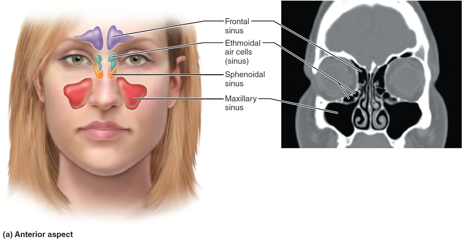 Diagram Diagram Of Sinus Infection Mydiagramonline 3760