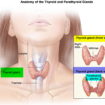 parathyroid gland location