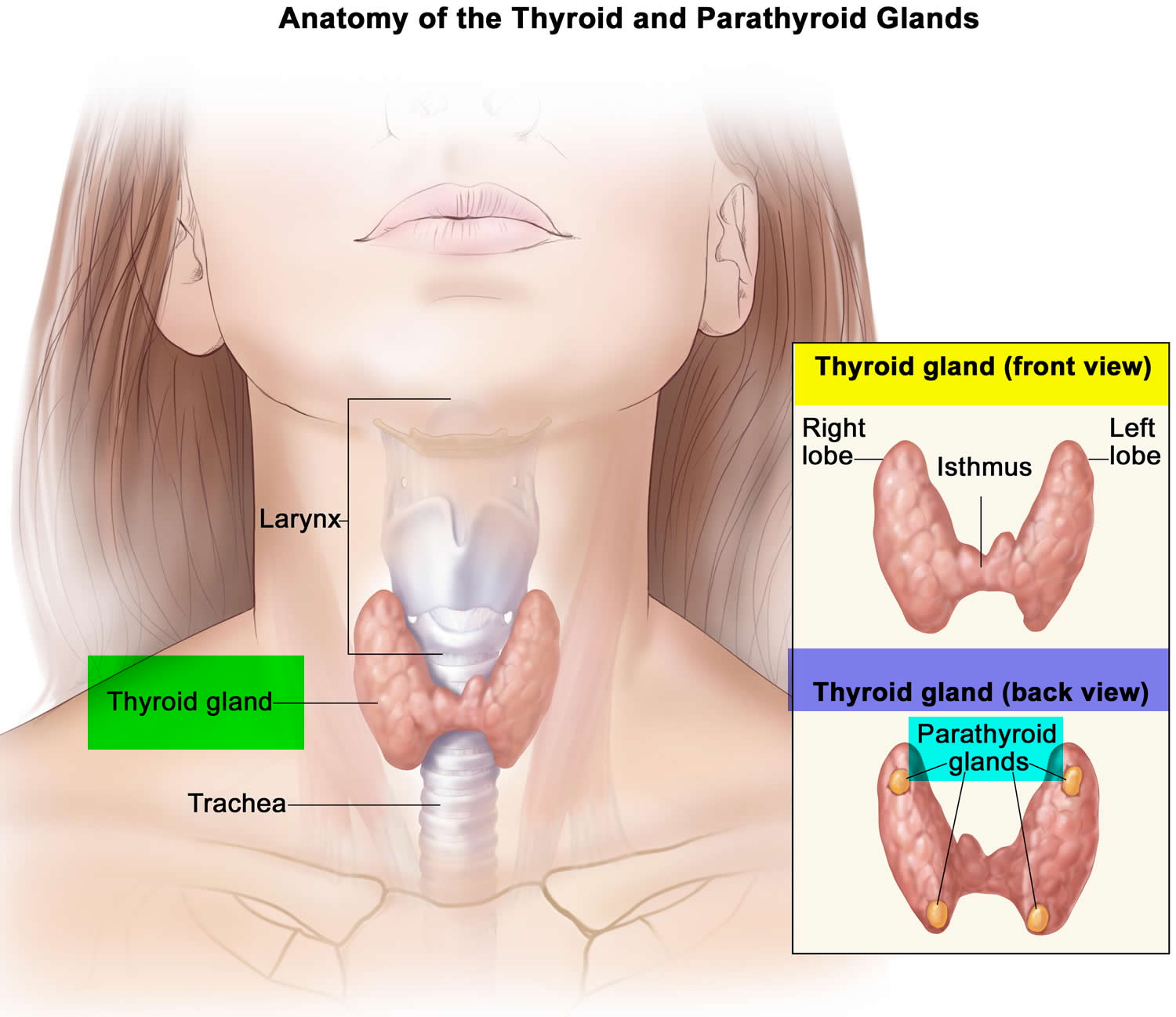 parathyroid-gland-location-function-hormones-disorders-and-surgery