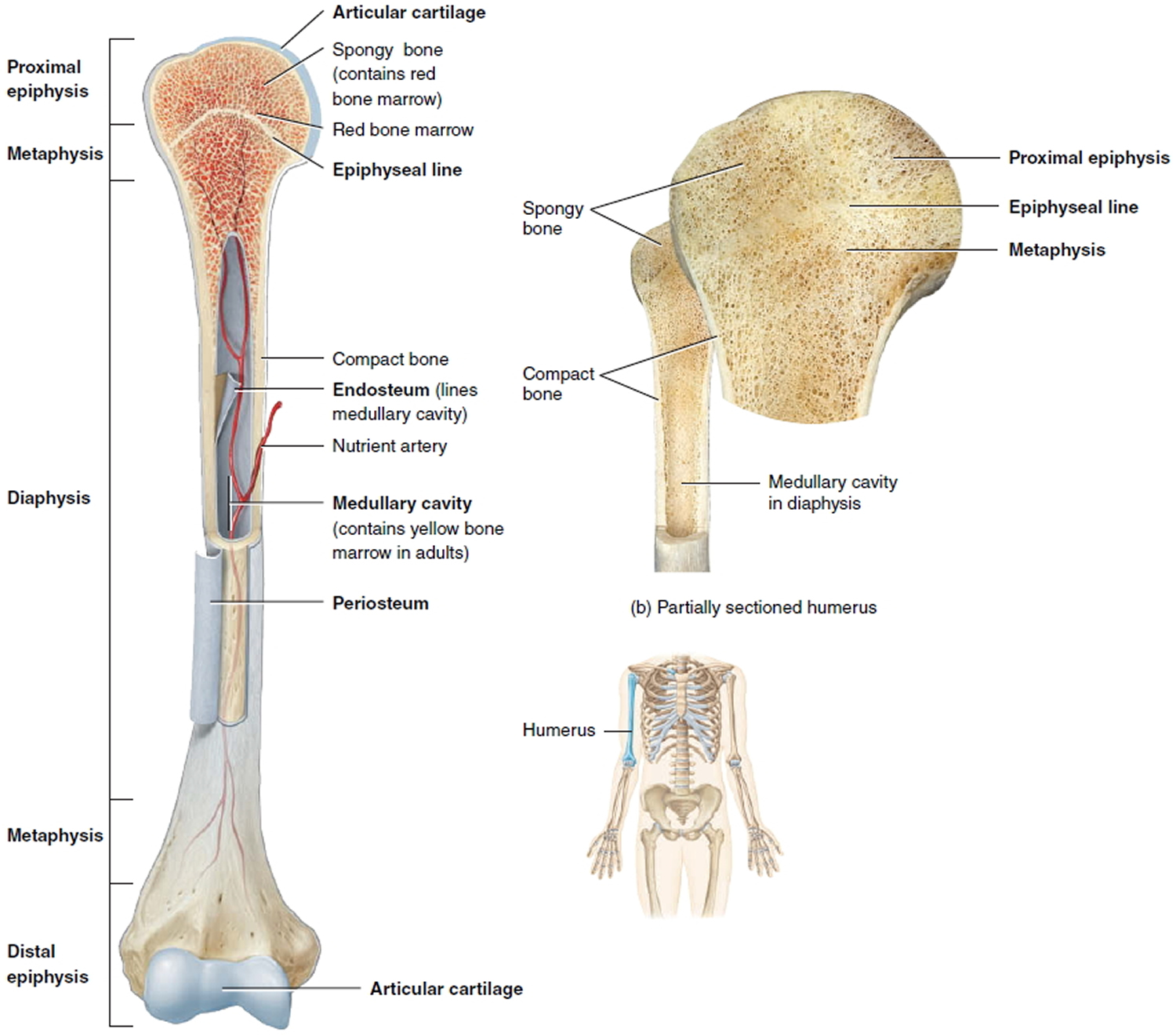 parts of long bone