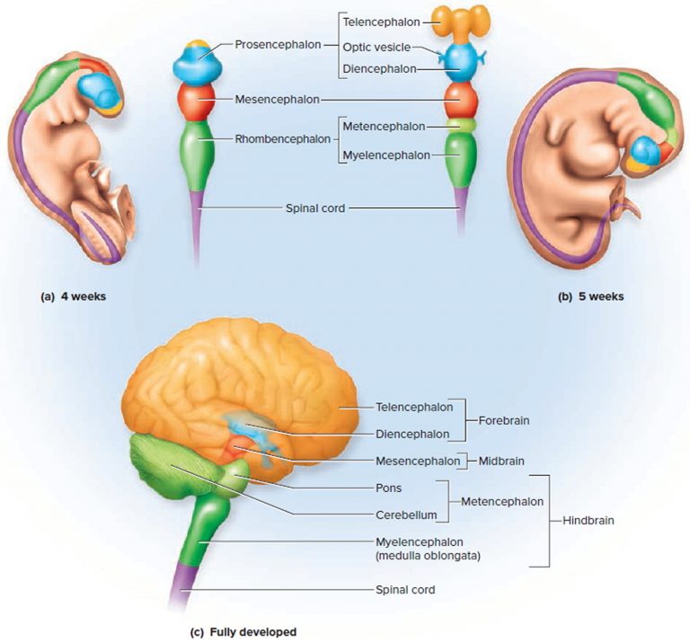 Human Brain Anatomy And Function - Cerebrum, Brainstem