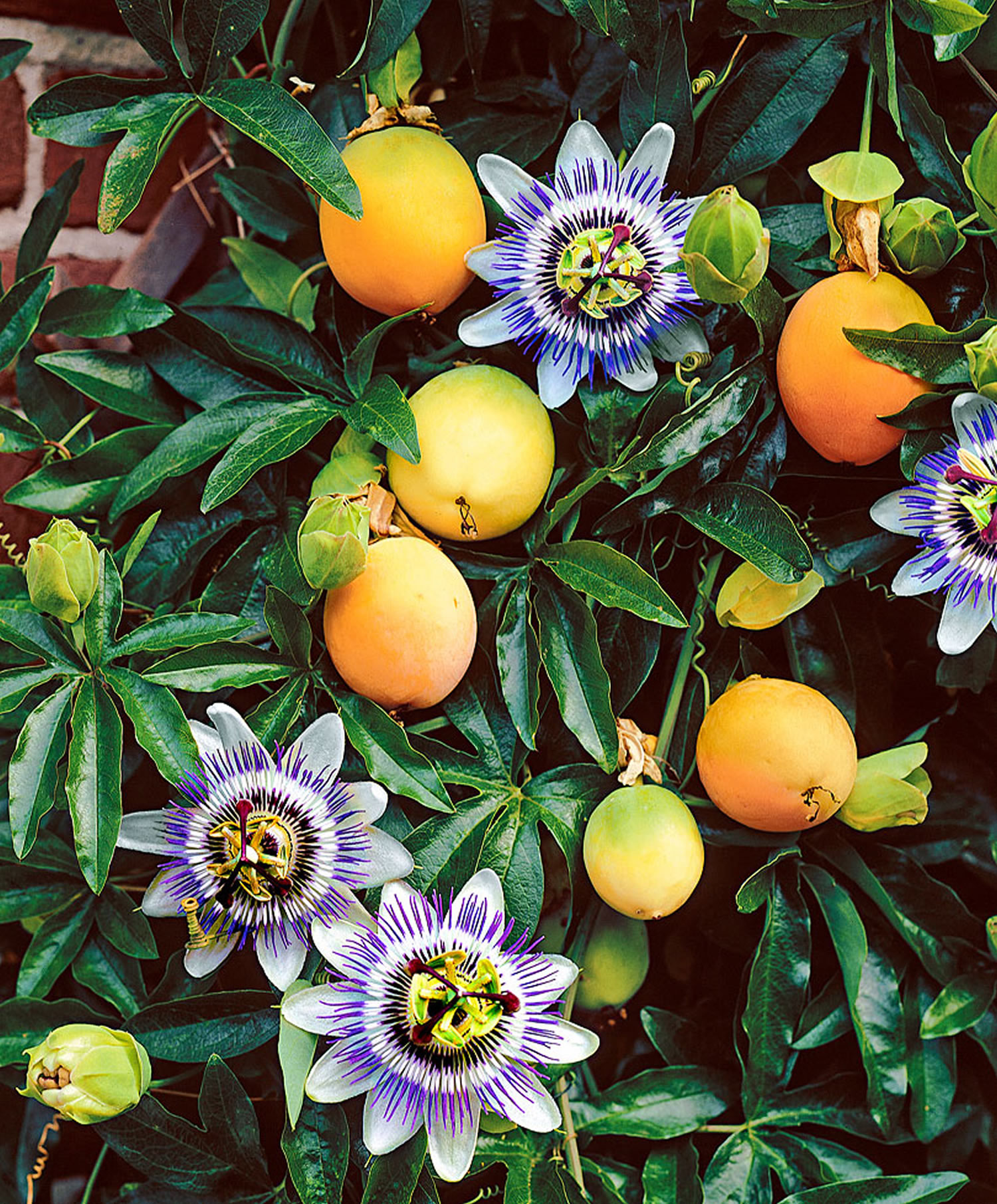 passion fruit plant